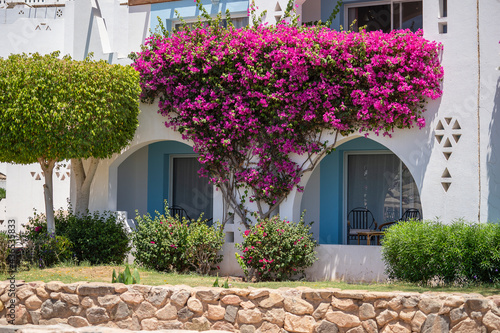 Detail of white wall of a house and red flower tree on the street of Egypt in Sharm El Sheikh