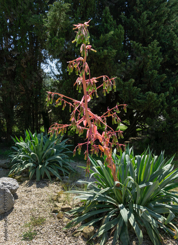 Blooming Beschorneria yuccoides (Yucca Leaved Beschorneria) in Adler park Sochi resort. Red inflorescence Beschorneria yuccoides on tall stem. Succulent plant family Asparagaceae subfamily Agavoideae photo