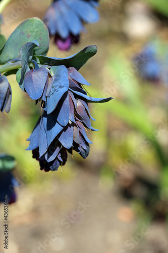 Honeywort leaves and flowers photo