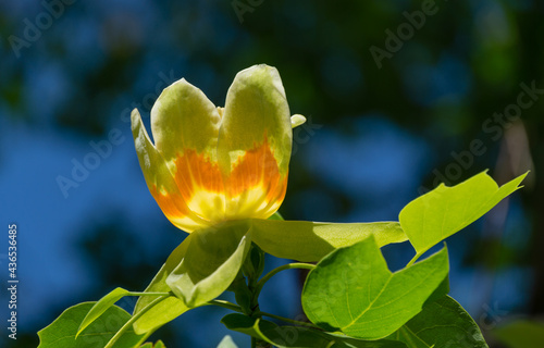 Close up of flower of Tulip tree (Liriodendron tulipifera), Tuliptree in Arboretum Park Southern Cultures in Sirius (Adler) Sochi. American or Tulip Poplar on blue background. Selective focus.