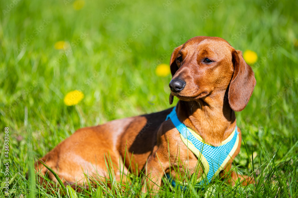 A young smooth dachshund plays in the spring grass. A young smooth dachshund plays in the spring grass.
