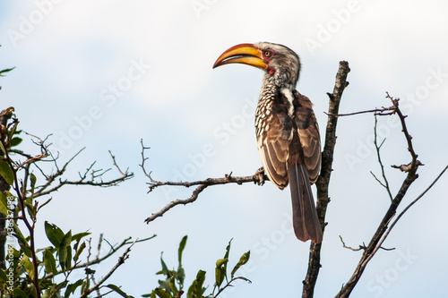Male Southern yellow-billed Hornbill Tockus leucomelas in Kruger National Park, Mpumalanga, South Africa