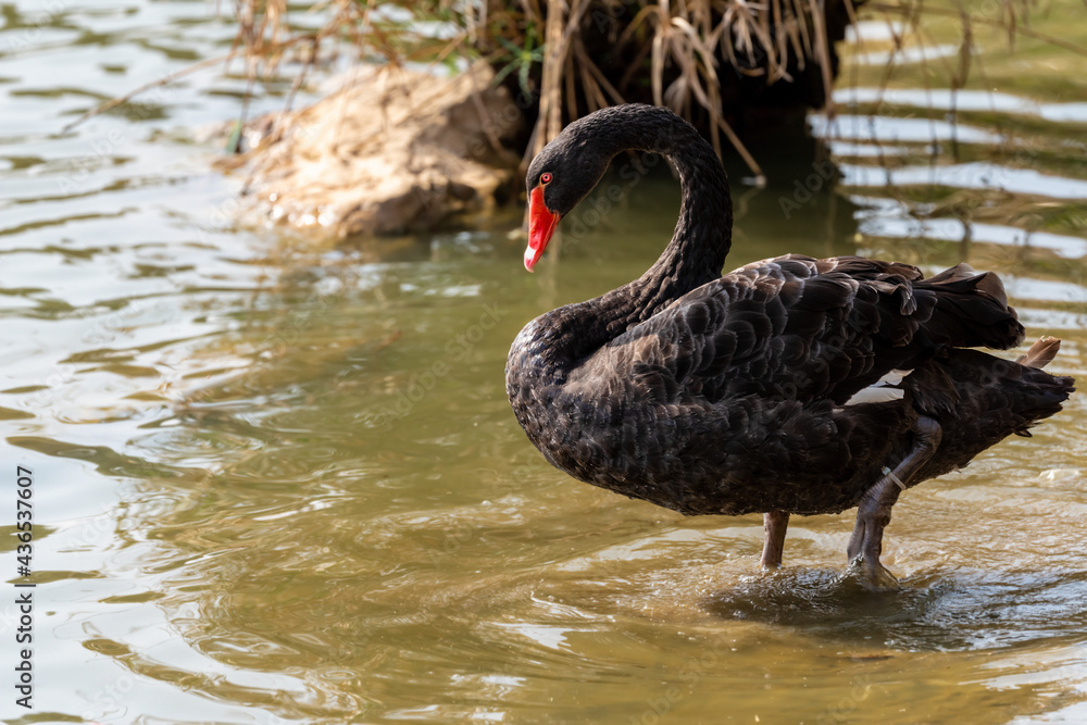 Naklejka premium Black swan ( Cygnus atratus ) in early spring morning on the lake in Ramat Gan park. Israel.