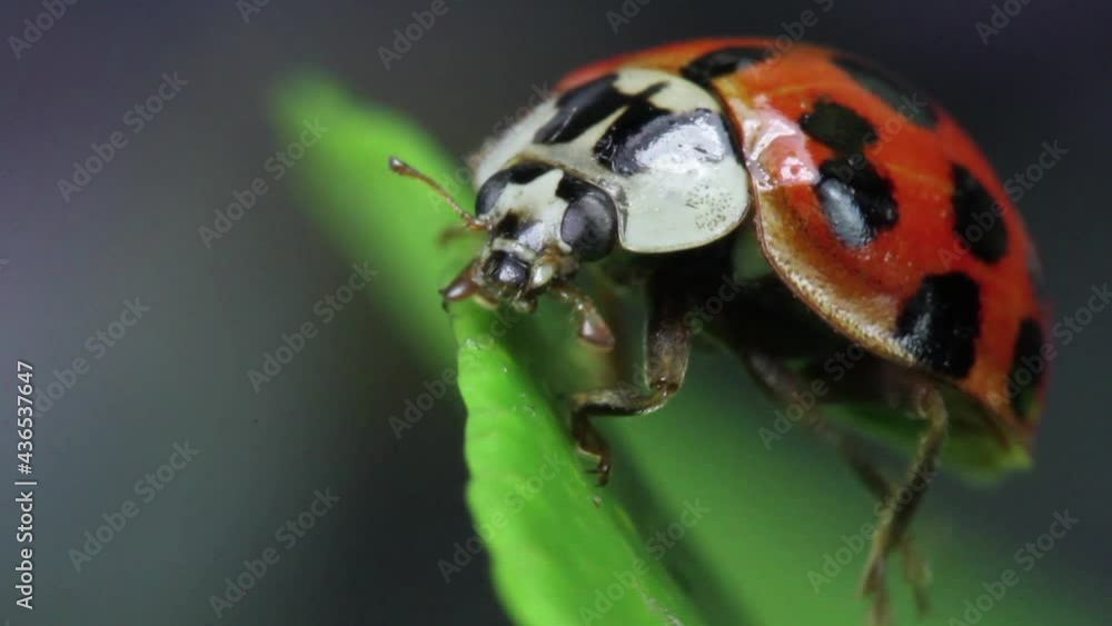 lady bug insect lady bug insect