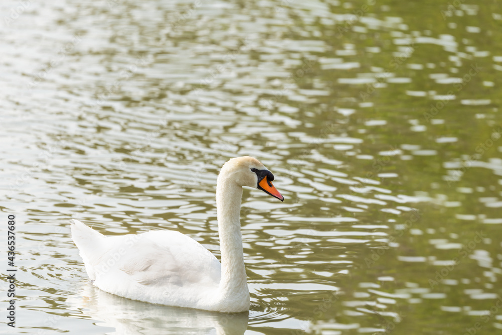Mute swan ( Cygnus olor ) in early spring morning on the lake in Ramat Gan park. Israel. Mute swan ( Cygnus olor ) in early spring morning on the lake in Ramat Gan park. Israel.