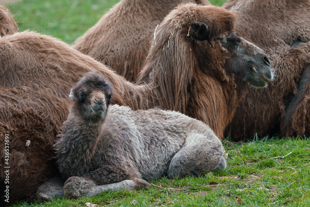 Family of Bactrian camel with cub, Camelus bactrianus. Also known as the Mongolian camel.