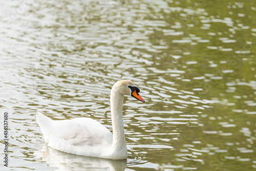 Mute swan   Cygnus olor   in early spring morning on the lake in Ramat Gan park. Israel.