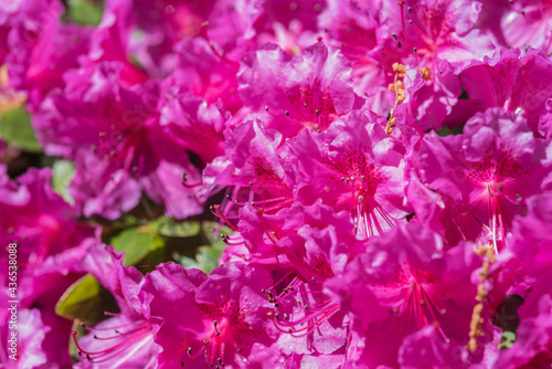 many beautifully blooming rhododendron blossoms, abstract, out of focus, bokeh