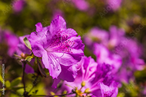many beautifully blooming rhododendron blossoms  abstract  out of focus  bokeh