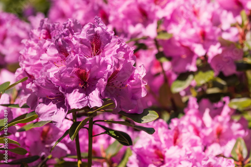 Beautifully blooming rhododendron flowers, colorful, bokeh, purple, pink © Ronny Rose