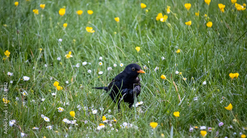 A Blackbird searching for food in a meadow