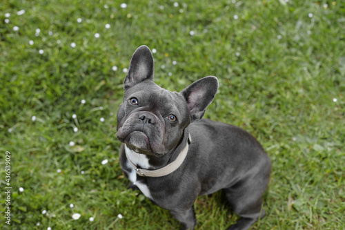 Portrait of the French Bulldog siting ona the grass outdoors