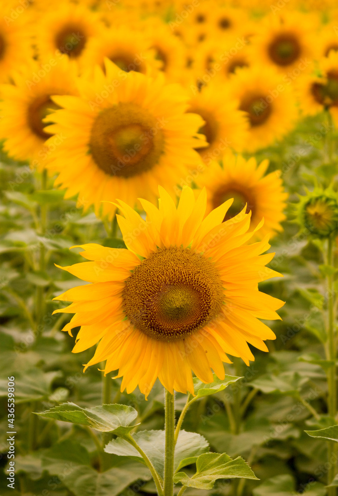 Group Panoramic View of Colorful Sunflower Plants with green stems and leaves and the head with its wide open yellow petals.