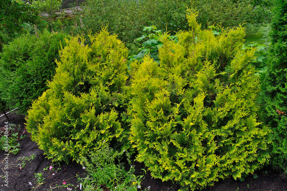Φωτογραφία Western thuja (Thuja occidentalis Stolwijk) bushes with yellow needles on top of