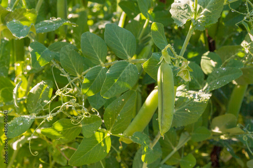 Obraz na płótnie Green pea pods grow in the summer in the garden w salonie