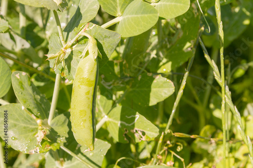 Green pea pods grow in the summer in the garden