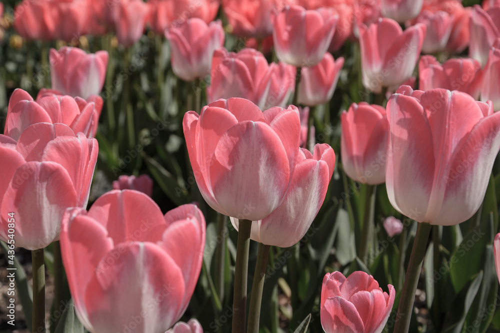 a lot of pink-white tulips a lot of pink-white tulips