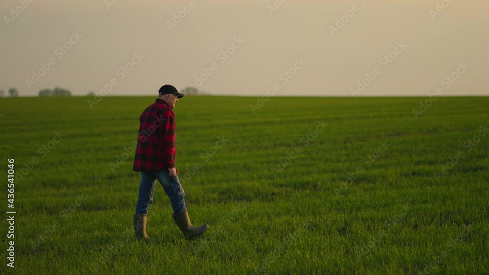 A working tractor driver walks on a field of saplings after a day's work in slow motion. Go sunrise to work A working tractor driver walks on a field of saplings after a day's work in slow motion. Go sunrise to work