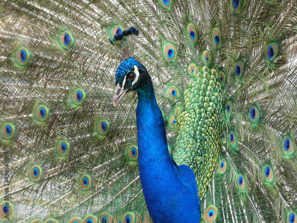 Obraz premium Pfau in der Balz