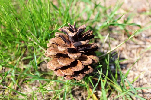 Close-up of the opened pinecone lies on the grass.