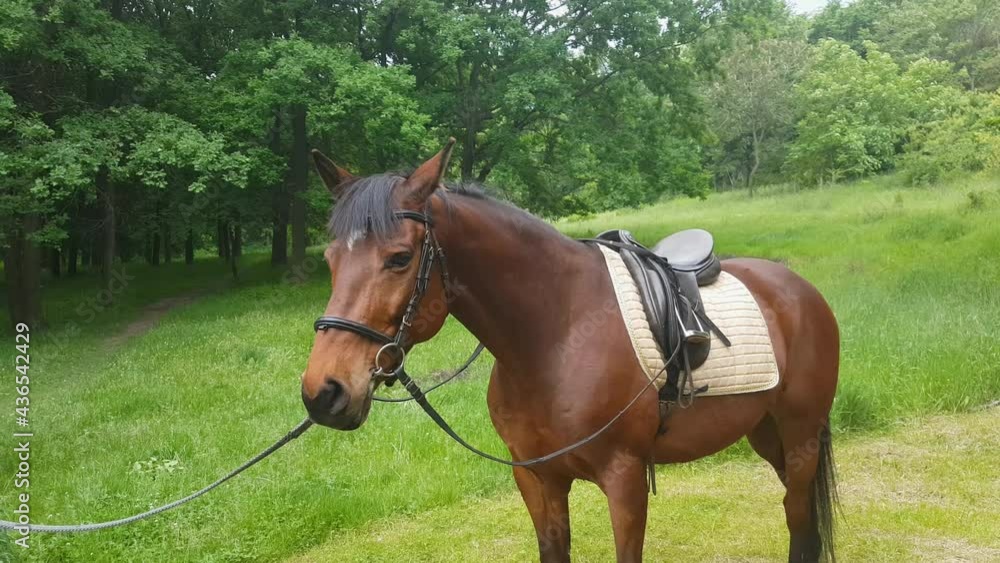 Beautiful brown saddled horse on the background of a green meadow and oak grove Beautiful brown saddled horse on the background of a green meadow and oak grove