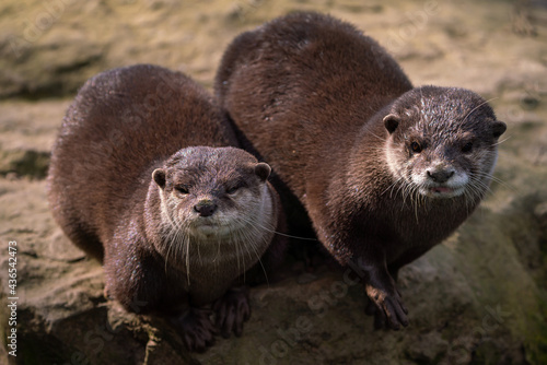 Two Oriental small-clawed otters on stone, Aonyx cinereus