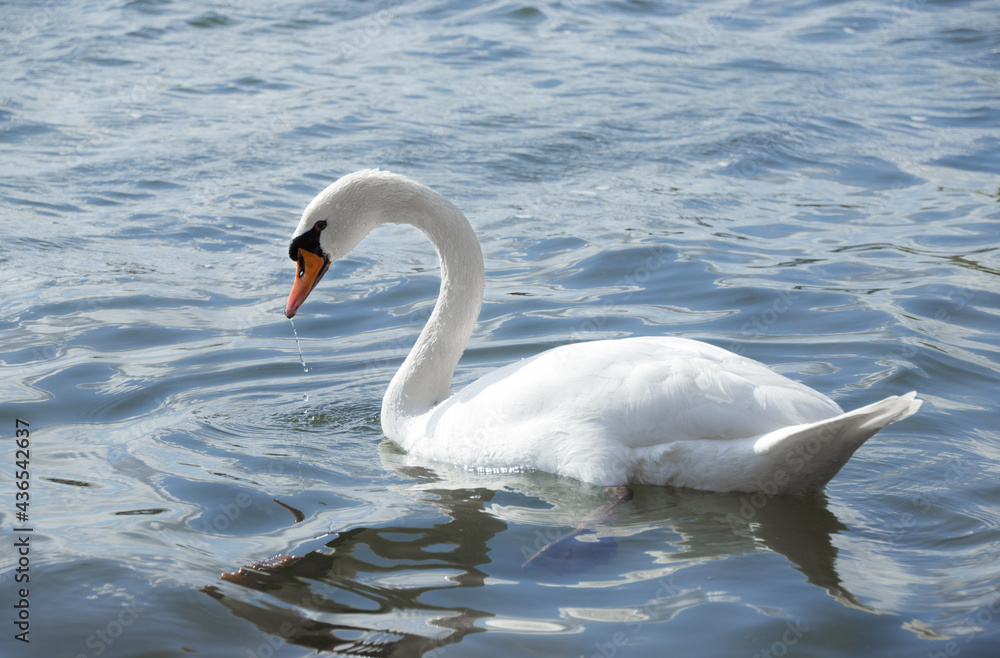 Obraz premium Swan swimming in the water on a lake