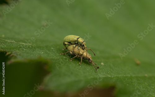 Two silver green leaf weevils mating on a green leaf © Daniel