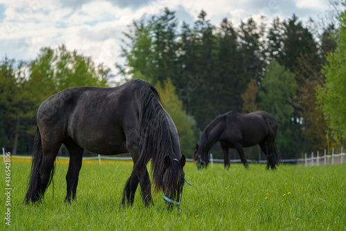 Black Friesian Horses on the pasture. Czech republic © Lubos Chlubny