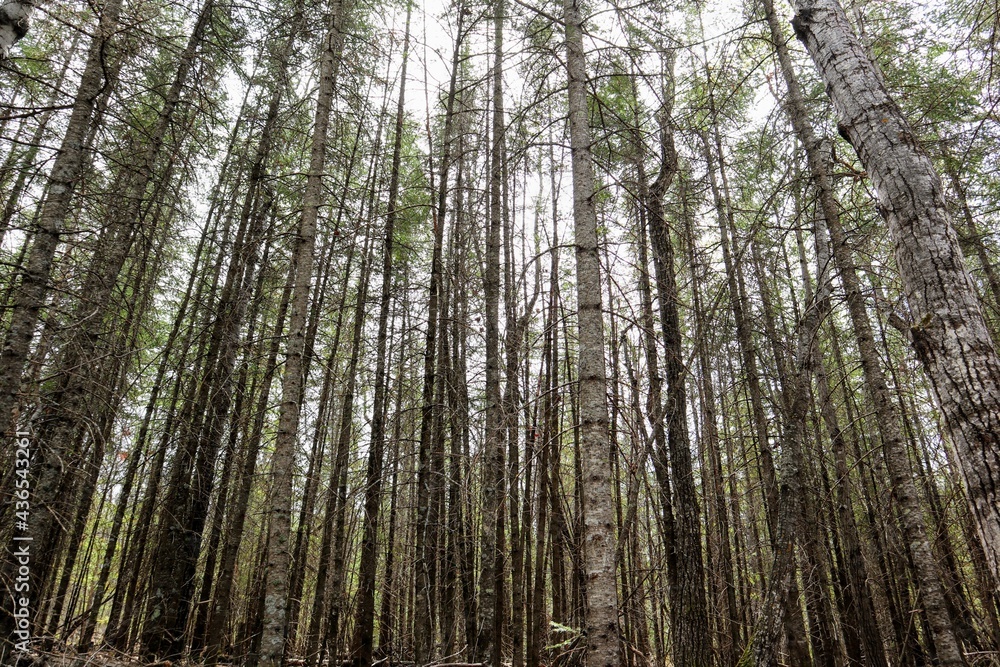 Trunks of mixed forest trees, reaching in height. Shot from ground level Trunks of mixed forest trees, reaching in height. Shot from ground level