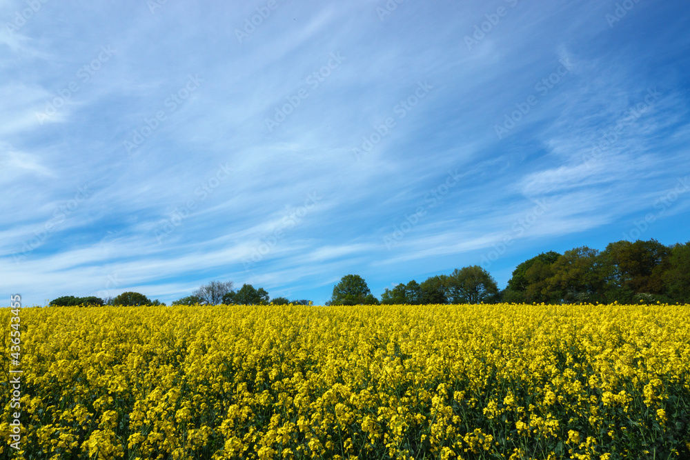 a bright yellow field full of rapeseed flowers under a blue cloudy sky