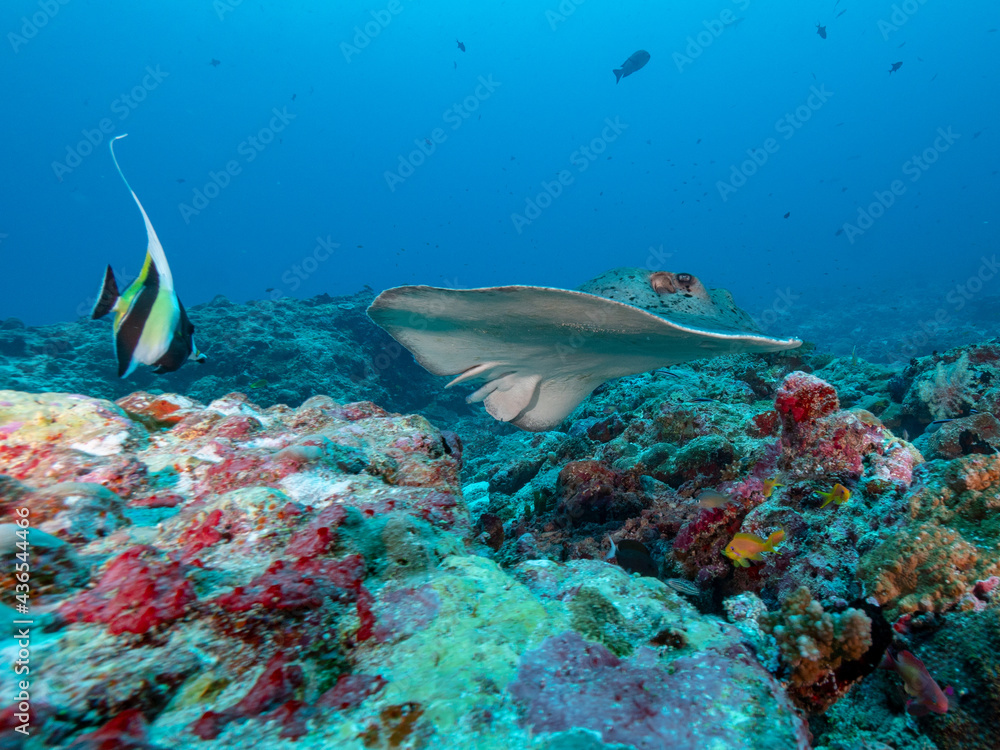 Obraz premium Rochen Nahaufnahme