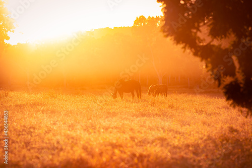 Horse in the warm sunlight of the sunset on a remote cattle station in Northern Territory  Australia