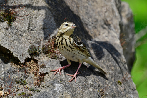 Tree Pipit // Baumpieper (Anthus trivialis) photo