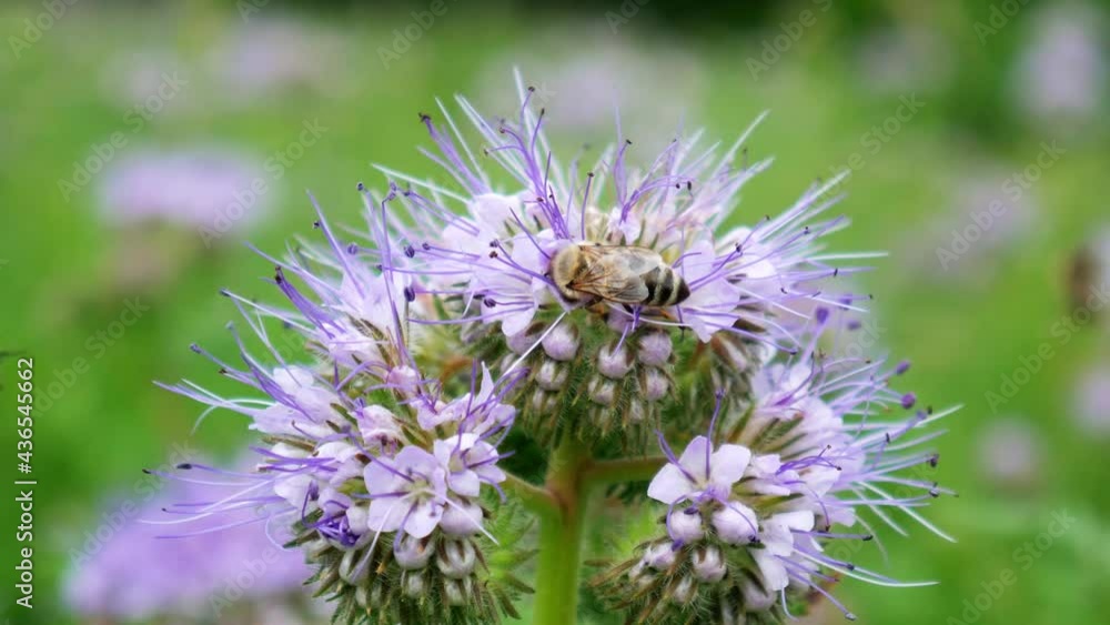 Close up of honey bee flying and collecting nectar Close up of honey bee flying and collecting nectar