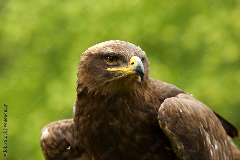 The steppe eagle (Aquila nipalensis) up to close. Steppe eagle portrait. Green background. The steppe eagle (Aquila nipalensis) up to close. Steppe eagle portrait. Green background.