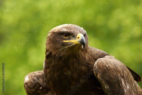 The steppe eagle  Aquila nipalensis  up to close. Steppe eagle portrait. Green background.