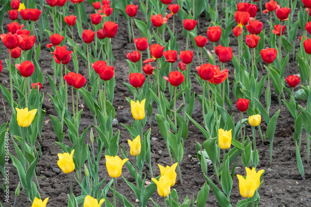 Red and yellow tulips on a green background