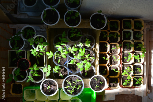 Young green tomato seedlings grow on the balcony. Top view on spring vegetable garden