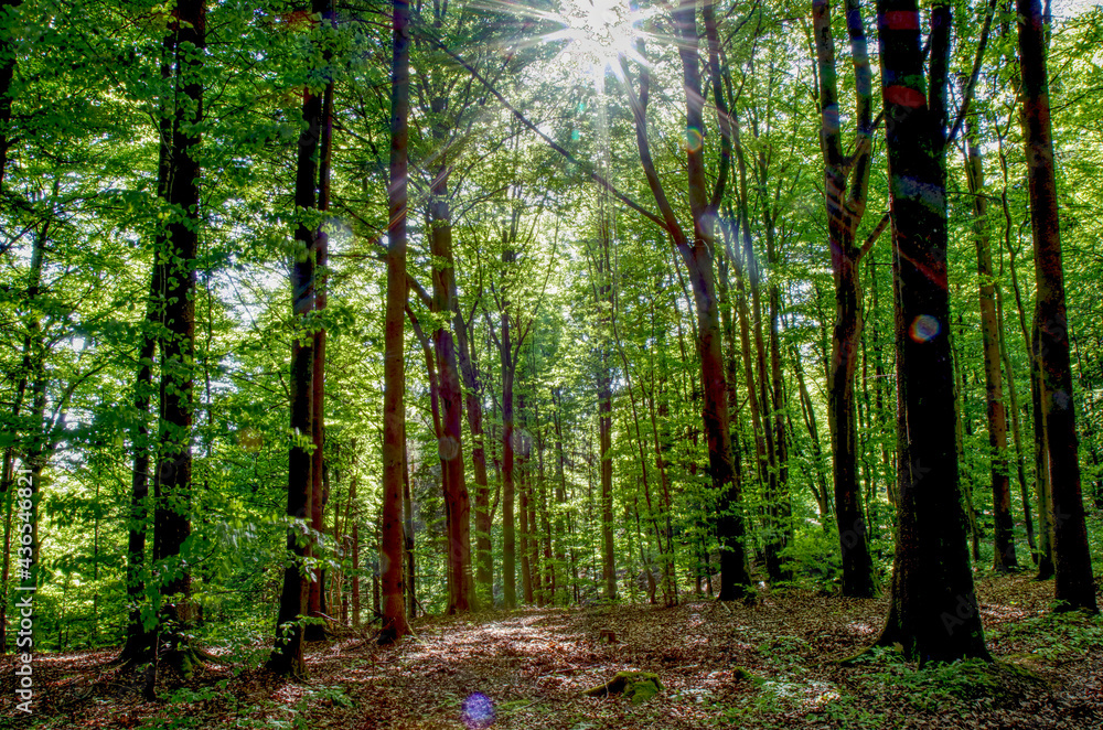 Obraz premium scenic sunlight in the woodland