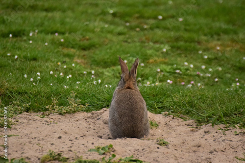 Selective fous shot of a little fluffy rabbit from the back standing in the meadow photo