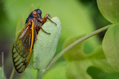 A large red-eyed 17-year cicada clings to a green leaf in a Virginia forest.