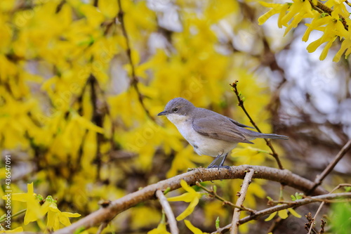 Close-up photo of a warbler. Songbird in natural habitat. Lesser whitethroat, Sylvia curruca