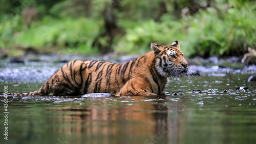 The largest cat in the world  Siberian tiger  hunts in a creek amid a green forest. Top predator in a natural environment. Panthera Tigris Altaica.