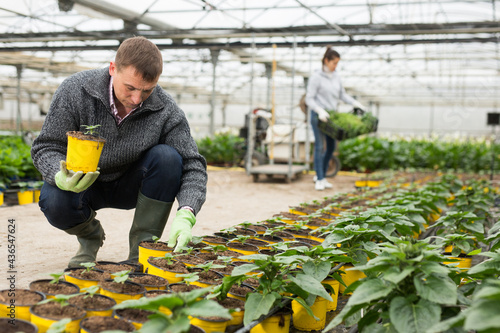 Hired workers grow flowers in potted in greenhouse. High quality photo
