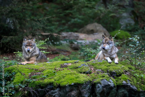 Close-up portrait of the wolf in a natural environment of a green forest. European grey wolf, Canis lupus.