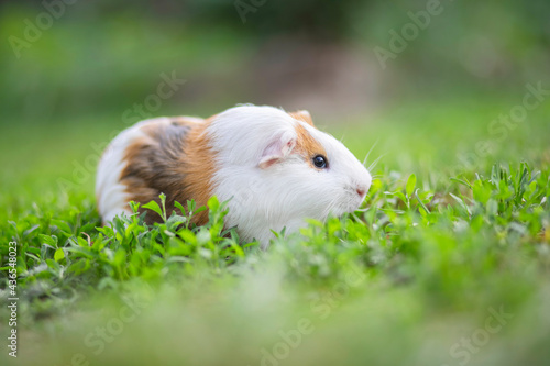 A guinea pig or cavy sitting in the green grass. Guinea pig walking on the lawn photo