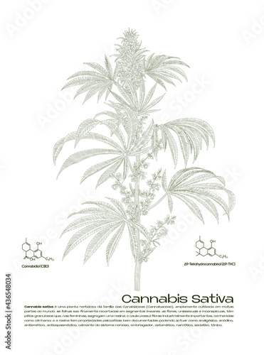 botanic illustration of a cannabis sativa