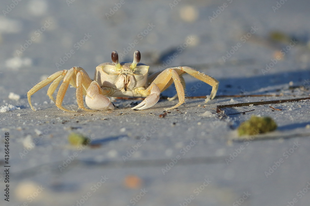 Atlantic ghost crab, Ocypode quadrata, Saint Andrews Sate Park, Florida, USA Atlantic ghost crab, Ocypode quadrata, Saint Andrews Sate Park, Florida, USA