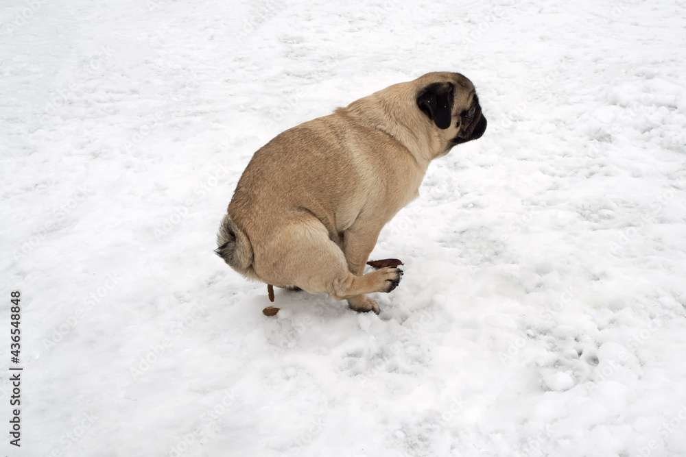 Pug dog sitting and pooping on snow. Winter walking with dog